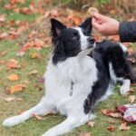 Rollover Small Gourmet Crunchy Beef Biscuits - 300g - Image 6