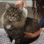 1 Pcs Cat Flea & Tick Shampoo - Kills Fleas, Ticks & Eggs on Contact, Safe for Cats & Kittens, Medicated Dandruff Removal & Hair Stain Cleanser for Pet Grooming Supplies - Image 5