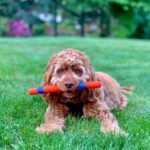 Chuckit! Interactive Dog Toy Ultra Fetch Stick - 12 Inch Outdoor Dog Toy for All Breed Sizes - Image 3