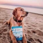 Shameless Pets Blueberried Treasure Soft-Baked Dog Treats - Natural Soft Chews for Fresh Breath & Training - Image 8