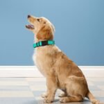 Reflective Dog Collar, Adjustable Soft Neoprene Padded Nylon Pet Collars with Buckle for Medium Dogs, Teal,M - Image 3