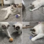 Cat Ball Toy Pom Pom Sparkle Fuzzy Balls 2 Inches Interactive Cat Toy 12 Pack - Image 6