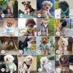 BELLA & PAL Puppy Harness with Leash Set, Dog Harness for Small Dogs No Pull, Dog Leash for Puupy, Step in Harness for Extra Small Dogs (Lavender, XS) - Image 6