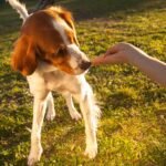 VitaLife 400 g Duck Tenders, All Natural Dog Treats - Image 8