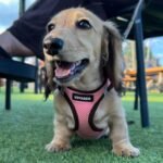 Best Pet Supplies Voyager All Weather No Pull Step-in Mesh Dog Harness with Padded Vest, Best Pet Supplies, Extra Small, Pink Base - Image 9