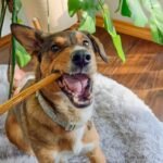 Natural Bully Sticks for Dogs – Long-Lasting, Rawhide-Free Dog Chews – Low Odor, Grain-Free Dental Treat – Single Ingredient, 100% Beef – Canadian Company (6", 5 Count) - Image 9