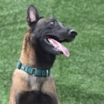 Hyhug Martingale Dog Collar Medium Green |Escape - Proof Heavy Duty Nylon Durable No Slip, Ideal for Training & Daily Walks - Image 5