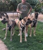 MayPaw Heavy Duty Rope Dog Leash, 3/4/5/6/7/8/10/12/15 FT Nylon Pet Leash, Soft Padded Handle Thick Lead Leashes for Large Medium Dogs (Black, 1/2" * 6') - Image 8