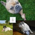 Dog Toy Balls for Small Dogs, 12 Pack Interactive Dog Toys for Small Breed 0-15 lbs, Includes Rubber, Squeak & Rope Balls - Image 8