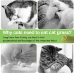 50g Cat Grass Teething Stick for Cat, Freezed Dried Cats Grass Treats Snacks, Edible Cats Chew Toys for Teeth Cleaning and Hairball Removal - Image 6