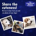Bully Sticks for Dogs/Chien - 6 Inches, 10 Sticks - All Natural Odor Grass Fed Long Lasting Dog Chew Treats - No Artificial Flavor - Large Single Ingredient Beef Pizzle - Image 7