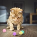 20PCS Cat Toy Balls, 3cm Cat Interactive Toys Balls, Colorful Pet Pom Pom Balls Kitten Toys Cat Toys, Soft Toys Cat Ball Kitten Chew Toys Pet Supplies for Cats Kittens Pet Dog - Image 5