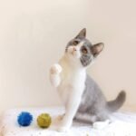 AUEAR, 12 Pack 2 Inch Sparkle Ball Shiny Tinsel Pom Poms Interactive Balls Cat Toy for Kittens Red Green Purple Gold Sliver Blue - Image 5