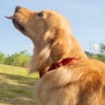 Hyhug Pets Classic Regular Comfortable and Sturdy Nylon Dog Collar - Solid Color,Easy to Get On&Off. (Large, Red) - Image 5