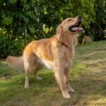 Hyhug Pets Classic Regular Comfortable and Sturdy Nylon Dog Collar - Solid Color,Easy to Get On&Off. (Large, Red) - Image 7