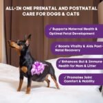Prenatal Vitamins for Dogs & Cats – Pre & Postnatal Supplement with Probiotics, Glucosamine, MSM, CoQ10, & Essential Vitamins – Supports Pregnancy, Nursing & Recovery – 90 Soft Chews (Salmon Flavor) - Image 3