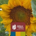 Schoen Farms Critter & Squirrel Mix – 3.18 kg Bag – Natural Wildlife Food for Squirrels, Chipmunks & Rabbits – with Corn, Peanuts & Sunflower – Canadian Grown - Image 10