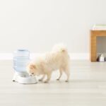 Amazon Basics Gravity Pet Water Dispenser for Cat, Dog, 3.8L Capacity, Small, Gray - Image 11