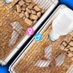 Nimzo Small Lab Cage - Mouse Breeding & Weaning Cage, 2-Pack with 250ml Bottle - Image 6