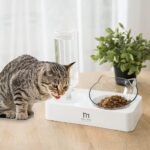 Marchul Tilted Cat Bowl Set for Food and Water, Food Feeding Raised Dishes for Puppies - Image 3