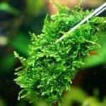 LINLAN 24 Pieces 3.1X3.1in (8X8cm) Aquarium Moss Mesh, 304 Stainless Steel Aquatic Moss Wall, Easy to Cut, for Fixing and Propagating Aquatic Mosses, DIY Aquarium Filtration, and Aquascaping - Image 5
