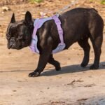 Wolfone No Pull Dog Harness Adjustable Soft Padded Pet Vest with Control Handle Adorable Daily Harness for Dogs（Spun Sugar S） - Image 9