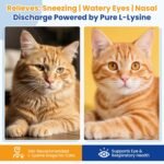 Premium Cat L-Lysine Liquid Drops for Immune Support and Respiratory Health Helps with Sneezing Eye Discharge and Stress Relief with Essential Vitamins and Taurine for Kittens and Adult Cats - Image 3