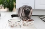 Pearhead Ceramic Bowl, Holds 2 Cups, Cute Whisker-Friendly Dish with Cat Face Design, Non-Slip, Microwave and Dishwasher Safe, Small/Medium - Image 7