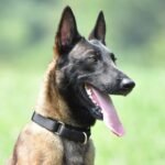 Hyhug Martingale Dog Collar Large Black |Escape - Proof Heavy Duty Nylon Durable No Pull, Ideal for Training & Daily Walks - Image 5