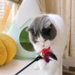5Pcs Cat Feather Teaser Stick with Rattle Bell,20" Long Interactive Wand Toy for Cat and Kitten - Image 4