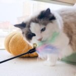 5Pcs Cat Feather Teaser Stick with Rattle Bell,20" Long Interactive Wand Toy for Cat and Kitten - Image 5