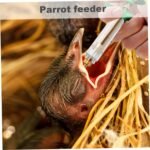 Baby Bird Feeding Kit 6PCS/Set 20ML Baby Birds Feeding Syringe with Hose and Spoons Hand Feeding Device with Scale and Positioning Screw for Sick Bird - Image 5