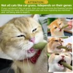 100g Cat Grass Teething Stick for Cat Kittens Hairball Removal, Natural Dried Cat Grass Treats Snacks, Edible Cat Chew Sticks Toys, Pet Snacks for Cat Dental Care, Increase Appetite (Small, Grass) - Image 8