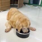 Dog Bowl, Anti-Slip Dog Water Bowl and Food Bowl, Non-Rusting Stainless Steel Dog Bowls, Durable and Easy to Clean, Suitable for Medium and Large Dogs (40Ounces, Black) - Image 7