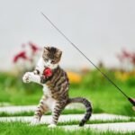 DONGKER Cat Teaser Wand,Retractable Kitten Fishing Pole Toy for Cat Kitten Reduce Boredom(Not Include Replacement) - Image 10