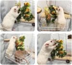 2Pcs Rat Enrichment Toys, 304 Stainless Steel Foraging Toy for Rats, Mice & Birds – Hanging Rodent Chew Toy, Slow Feeder, Small Animal Cage Accessories for Parakeets, Hamsters & Parrots - Image 9