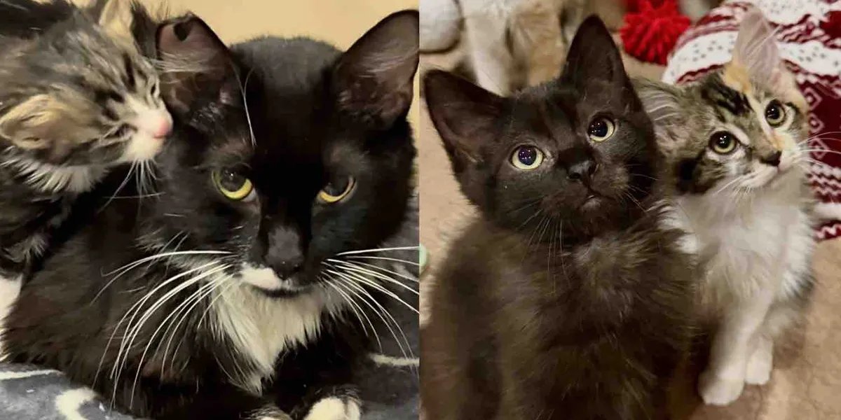Cat Transferred from a Shelter with Kittens in Tow, Months Later, She Receives Happiest Ending She Deserves