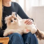 Chongker Interactive Companion Robot Cat, Handmade Weighted Stuffed Animals Plush Toy with Voice Response, Realistic Heartbeat and Purring (Ragdoll Cat 1.1) - Image 2