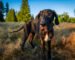 Complete Dog Food Guide for Giant Breed Dogs – Petsworld