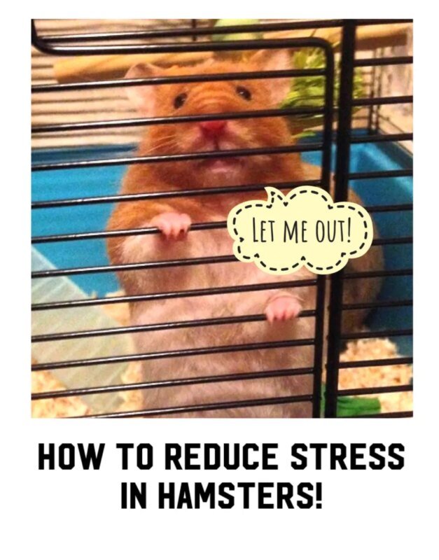 How To Reduce Stress In Hamsters! – Fantastic Furries