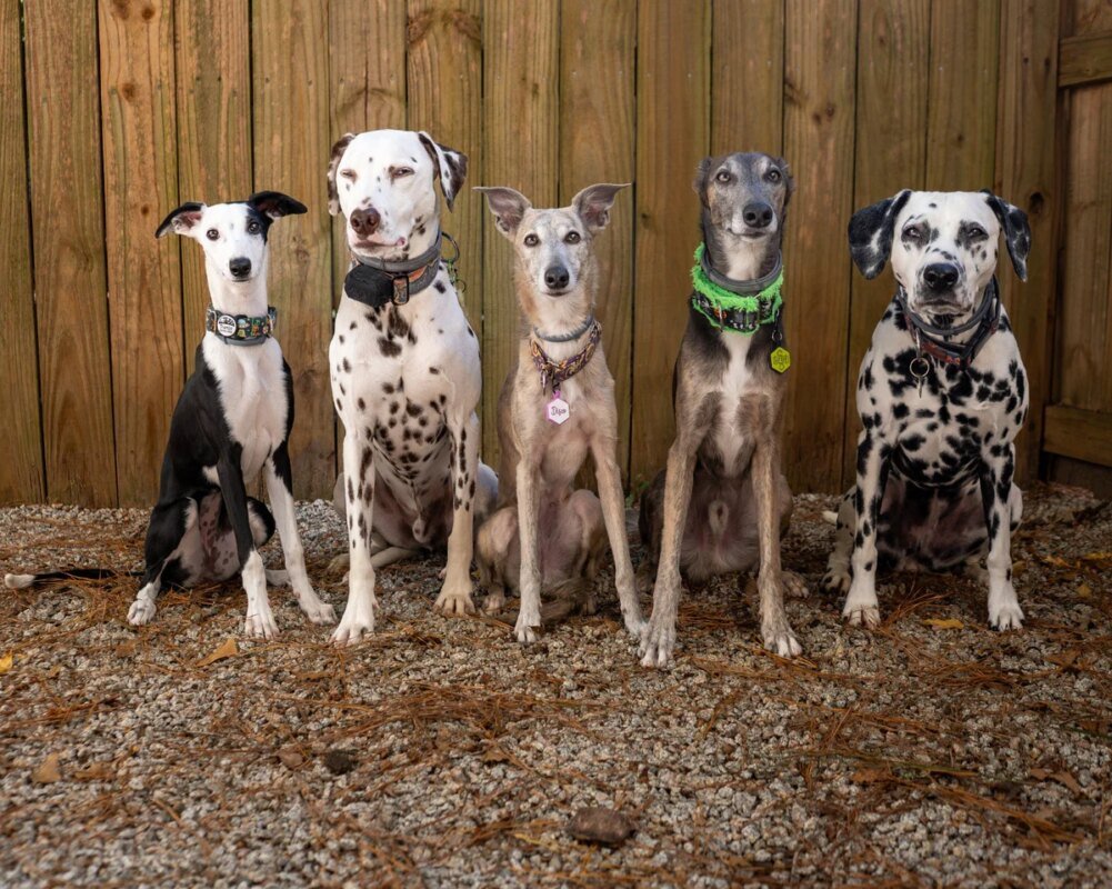 How to Encourage Calm Greetings W – P.L.A.Y.