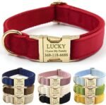 PETDURO Custom Dog Collar Personalized with Name Engraved Gold Metal Buckle for Large Medium Small Female Girl Dogs - Dog Leash and Bow Tie Set Available - Soft Comfy Velvet (Red, M) - Image 2