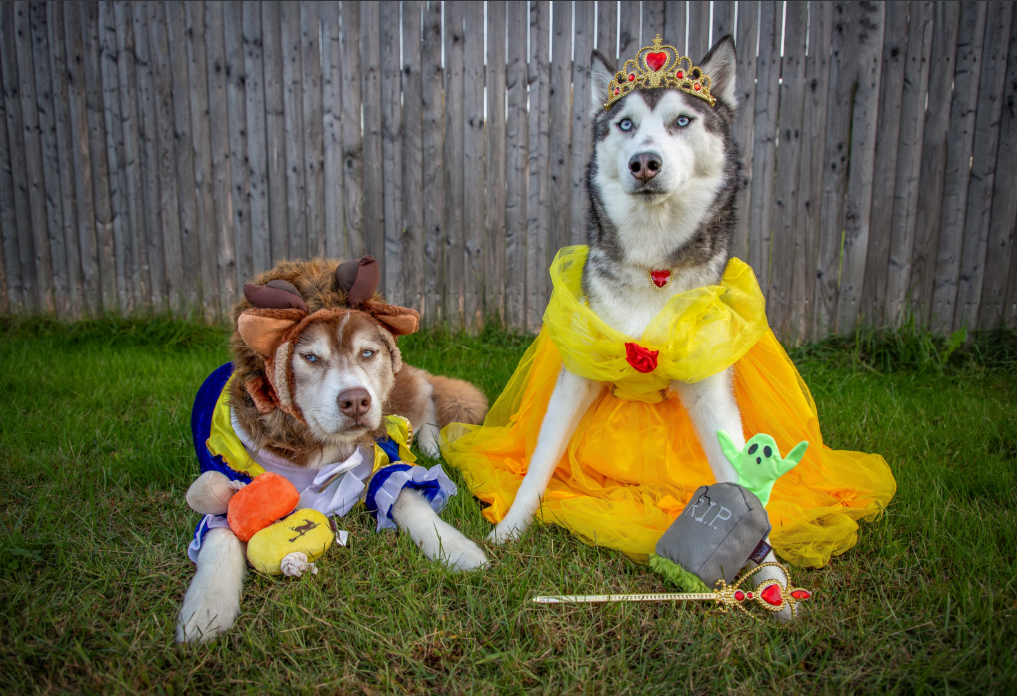 Pet Halloween Costume Ideas 2025