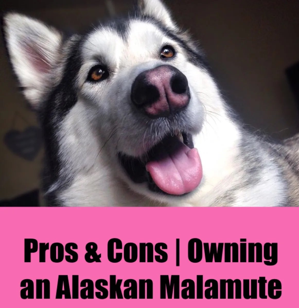 The Pros and Cons to Owning an Alaskan Malamute – Fantastic Furries