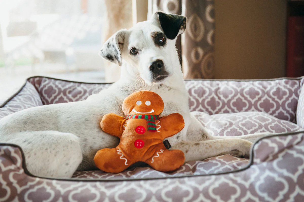 The Ultimate Pet Gift Guide – P.L.A.Y.