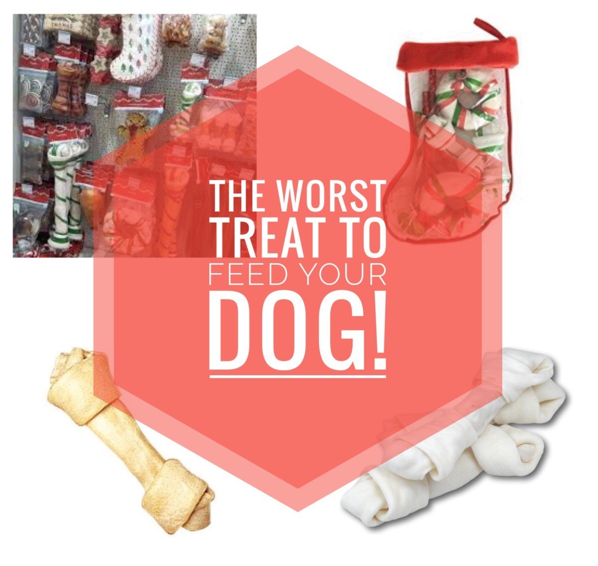 The Worst Treat To Feed Your Dog – Fantastic Furries