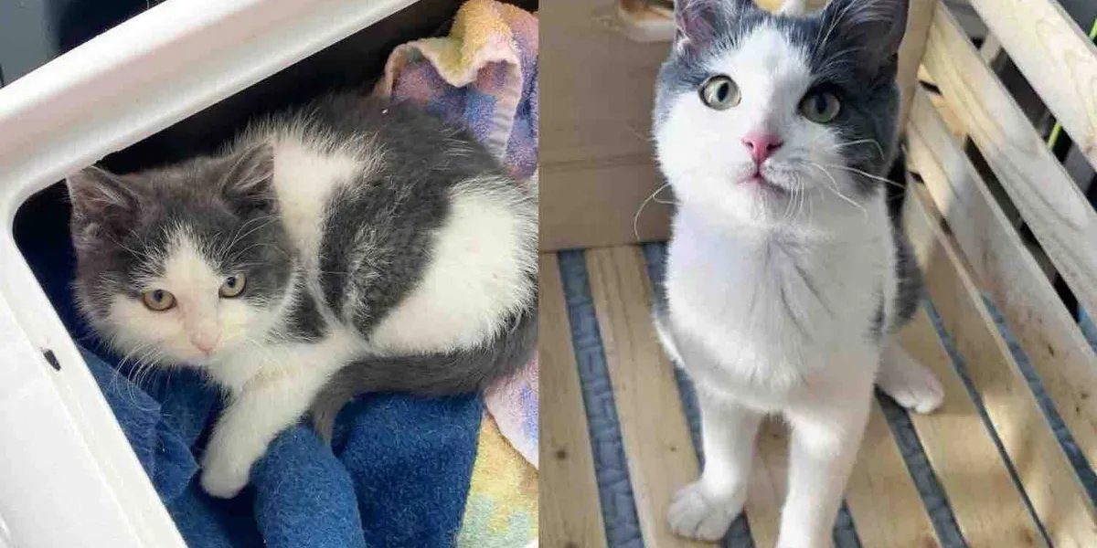 They Spot a Kitten Outside the House in the Snow and Know They Can't Leave the Little Cat Behind