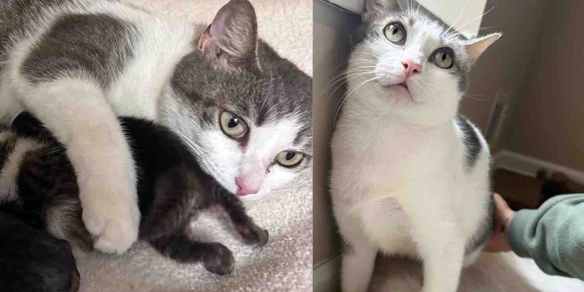 They Welcome a Street Cat and Her Kittens, Watch Her Help Others in Need, and See Her Become Her True Self