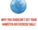 Why You SHOULDN’T Get Your Hamster An Exercise Ball. – Fantastic Furries