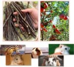 120PCS Organic Apple Wood Chew Sticks Toy for Rabbit Chinchilla Bunny Guinea Pig Chew Toys and Accessories Ideal Pet Supplies for Rodents Teeth Cleaning - Image 2